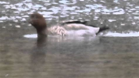 Amazing Zoom Of Ducks On Far Side Of A Lake Using Nikon P900 Youtube