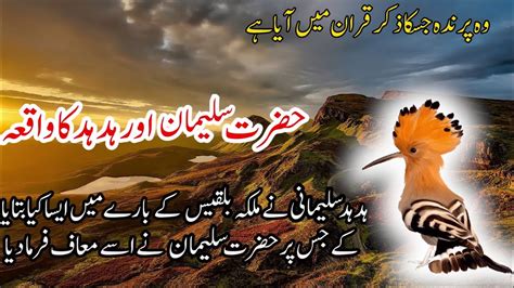 Prophet Stories Hazrat Suleman Ka Waqia Hud Hud Aur Malka Bilkees