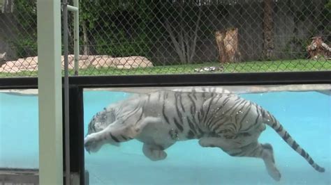 White Bengal Tiger Underwater Weißer Tiger Taucht Youtube
