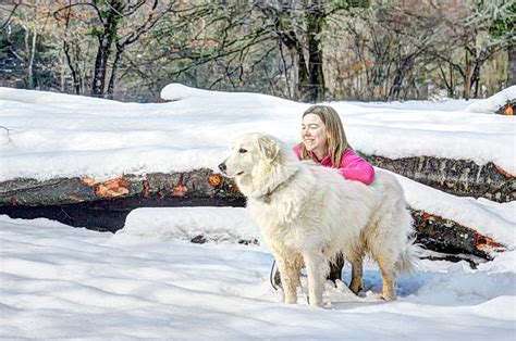 Great Pyrenees In Winter Stock Photos Pictures And Royalty Free Images