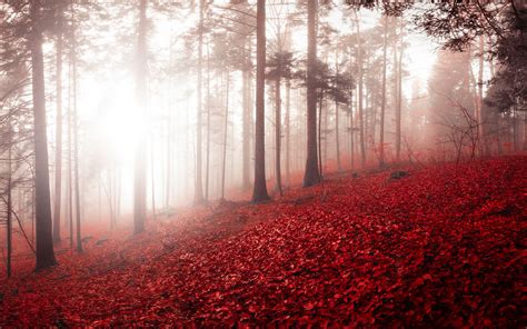 Download Wallpaper 3840x2400 Forest Fog Autumn Foliage Trees Switzerland 4k Ultra Hd 1610