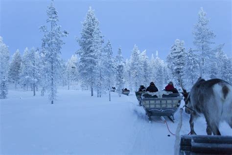 Reindeersledding In Lapland During Polar Night Editorial Image Image