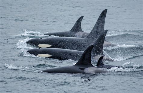 Killer Whale Research In Alaska Noaa Fisheries