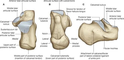 Calcaneus Anatomy And Attachments Bone And Spine