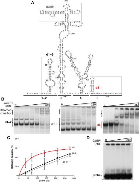 G3bp1 Interacts Directly With The Fmdv Ires And Negatively Regulates