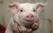 Image result for picture pig