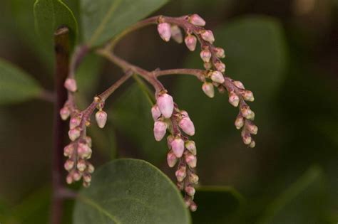 Top Ten Winter Blooming Plants For Pacific Northwest Gardens Blooming