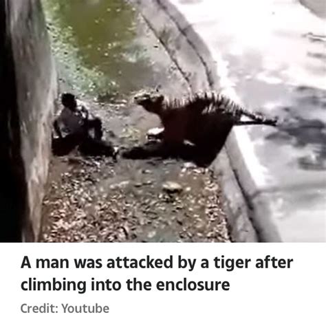 Man Is Mauled To Death By Tiger After Climbing Into Zoo Enclosure In