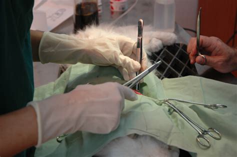 Soft Tissue Surgery Live Oak Animal Hospital