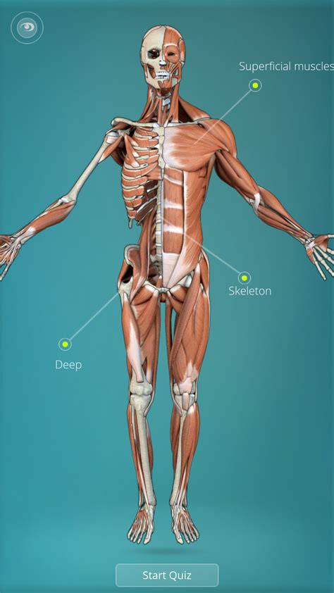 Anatomy Quiz Muscles And Bones Amazonca Appstore For Android
