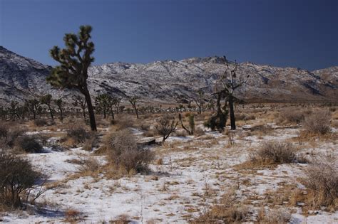 Deserts And Beyond Snow At Joshua Tree National Park