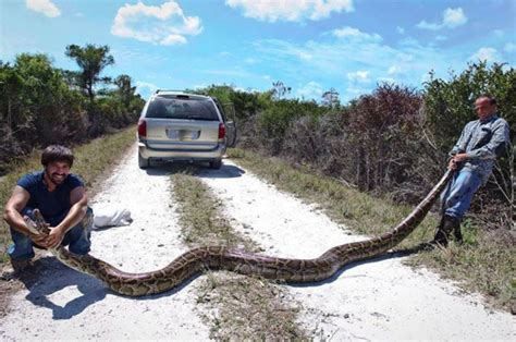 Python Shock As Florida Trappers Net 15ft Snake In Everglades Daily Star