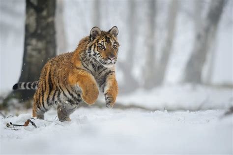 How High Can Tigers Jump Examples And Comparison