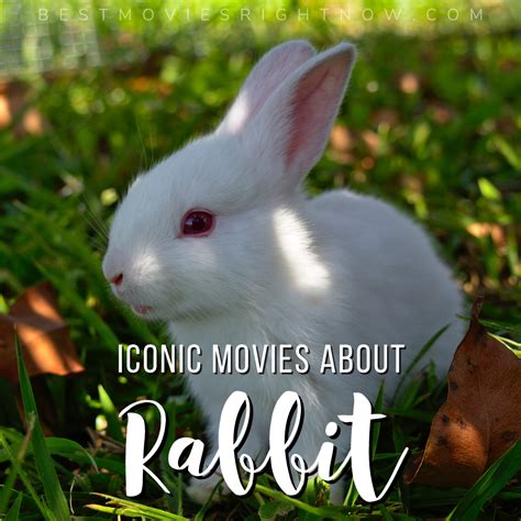The Best Bunny Rabbit Movies Ever Best Movies Right Now