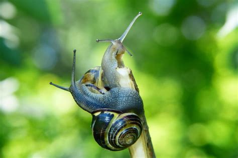 what do snails eat 11 things you didn t know about snails food