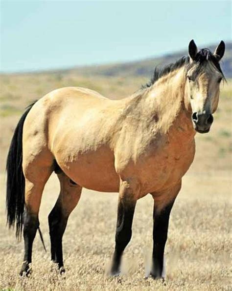 Quarter Mustang Buckskin Horse The 7 Most Popular Horse Breeds And