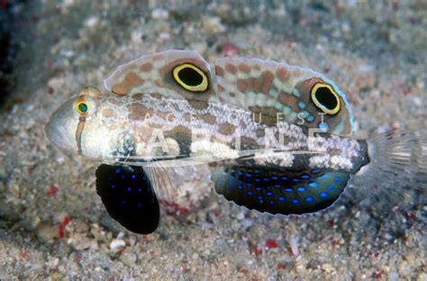 Twinspot Goby Image Quest Marine