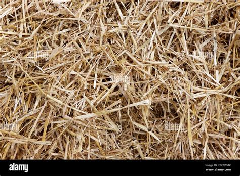 Straw Surface Straw Pack Texture Stack Of Straw Texture Image Dry