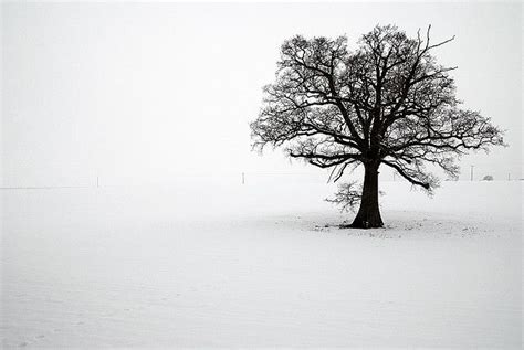 Lone Tree Lone Tree Photography Winter Trees Tree Photography