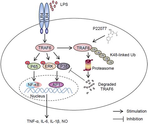P22077 Inhibits Lps Induced Inflammatory Response By Promoting K48