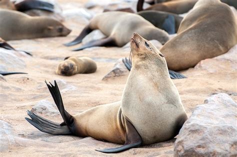 Endangered Fur Seals Dying At Alarming Rate Along California Coast