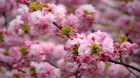 Beautiful Pink Branch Sakura Japanese Cherry Flowers Bloom