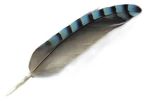 Feather Png Transparent Png Mart