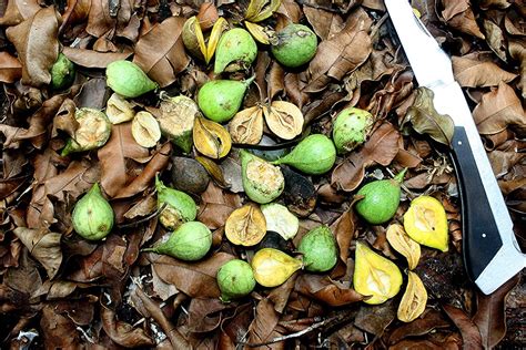 Experience lifelike agarwood tree at alibaba.com, ideal for decorating indoors and outdoors. Aquilaria malaccensis Lam. | RIUM, WP Kuala Lumpur ...