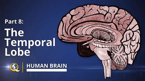 Temporal Lobe Human Brain Series Part 8 Youtube