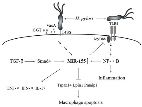ijms free full text expression and function of mir 155 in diseases of the gastrointestinal tract