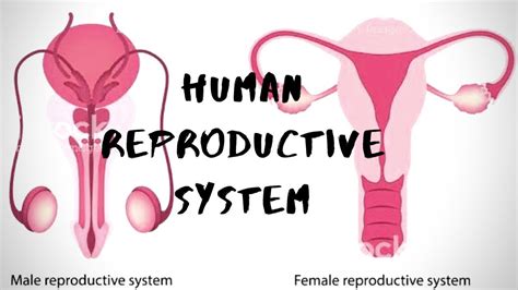 Human Reproductive System Chapter Class Biology Youtube