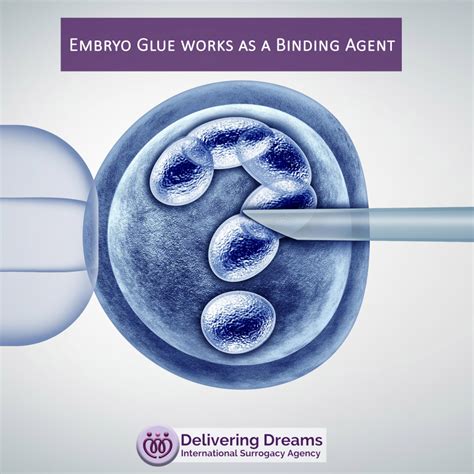 Embryo Glue Works As A Binding Agent Delivering Dreams