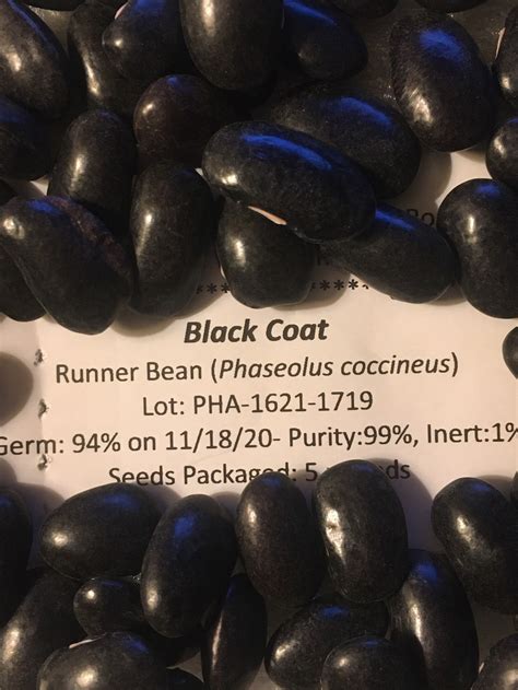12 Blackcoat Runner Bean Seeds Black Coat Scarlet Flowers Etsy