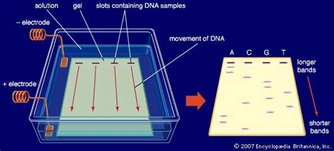 Why Is Gel Electrophoresis Important Socratic