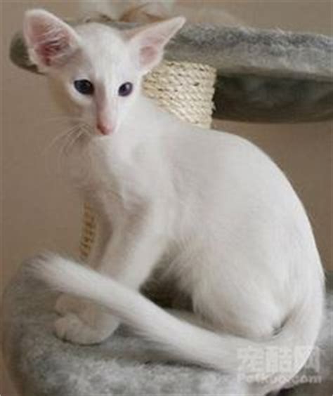 Together with a long and straight nose and strong, developed chin these features shape oriental longhair's signature, chiseled look. 1000+ images about Cats: Oriental Shorthair on Pinterest ...