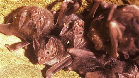 Bbc Earth The Truth About Vampire Bats
