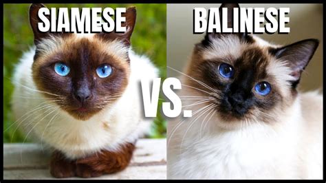 Siamese Cat Vs Balinese Cat Youtube
