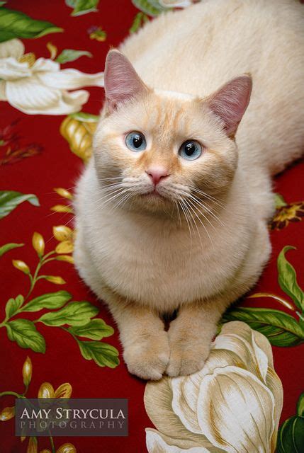 Flame Point Siamese Cat Beautiful Cats Pretty Cats Cute Cats