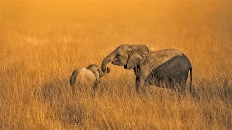 Mother Elephant And Baby Elephant Wallpaper Hd For Desktop