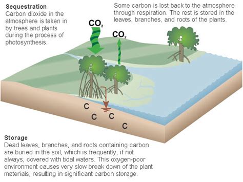 Carbon Sequestration An Ecosystem Service Provided By Ncos Ccber