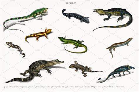 Different Types Of Reptiles Stock Photos Creative Market