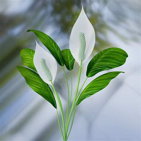 I love my kitty more than anything and i want to get it out of my house as soon as. Peace Lily - A complete guide (with troubleshooting tips ...