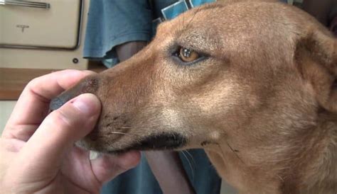 He had a glass eye, which remained stationary while the other eye looked at reinhardt. Lump Appeared Overnight on Dog: How to Treat It ...