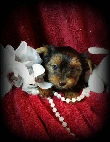 Current matches filter results (17). TINY teacup size female Yorkie puppies for Sale in Lino Lakes, Minnesota Classified ...