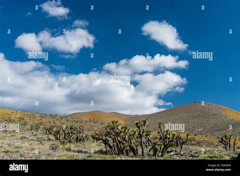 Joshua Trees Growing In The Hills Of The Mojave Desert Stock Photo Alamy