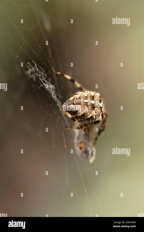Common Garden Spider Wrapping Its Prey In A Silk Prison Natural