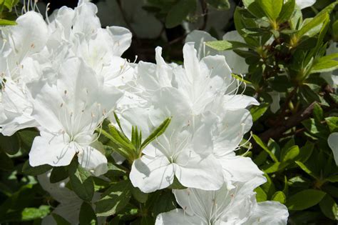 Azalea Japonica Pleasant White Rhododendron 25 30cm Tall In 2l Pot Ebay