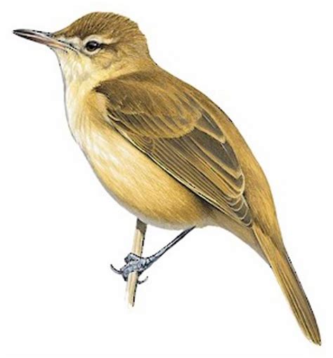 Nauru Reed Warbler A Rare And Endangered Bird Species