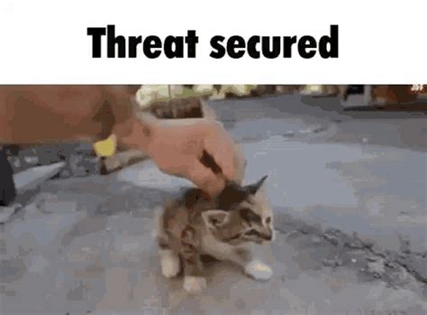 Threat Secured Cat  Threat Secured Cat Kitten Discover And Share S