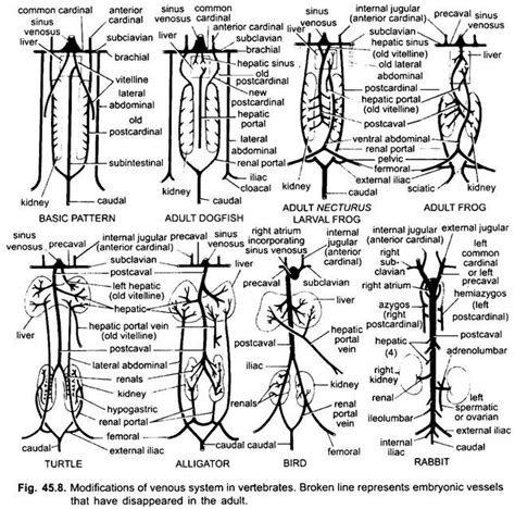 Circulatory System In Vertebrates With Diagram Chordata Zoology